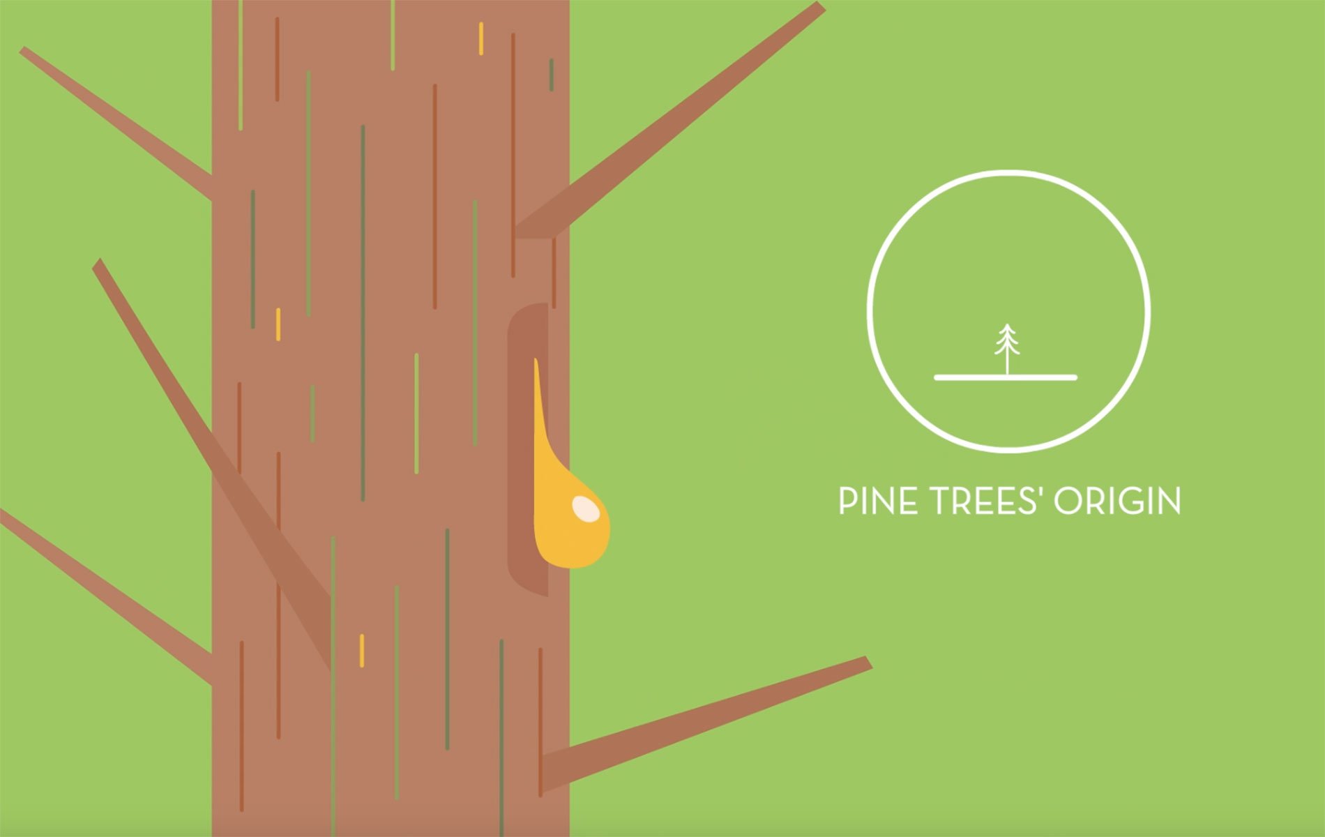 Kraton Pine Sustainability